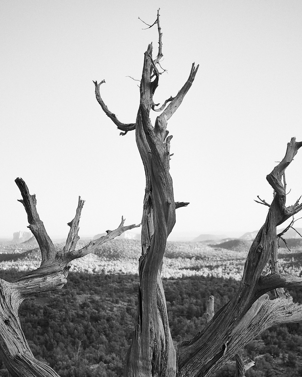 grayscale photo of tree branch