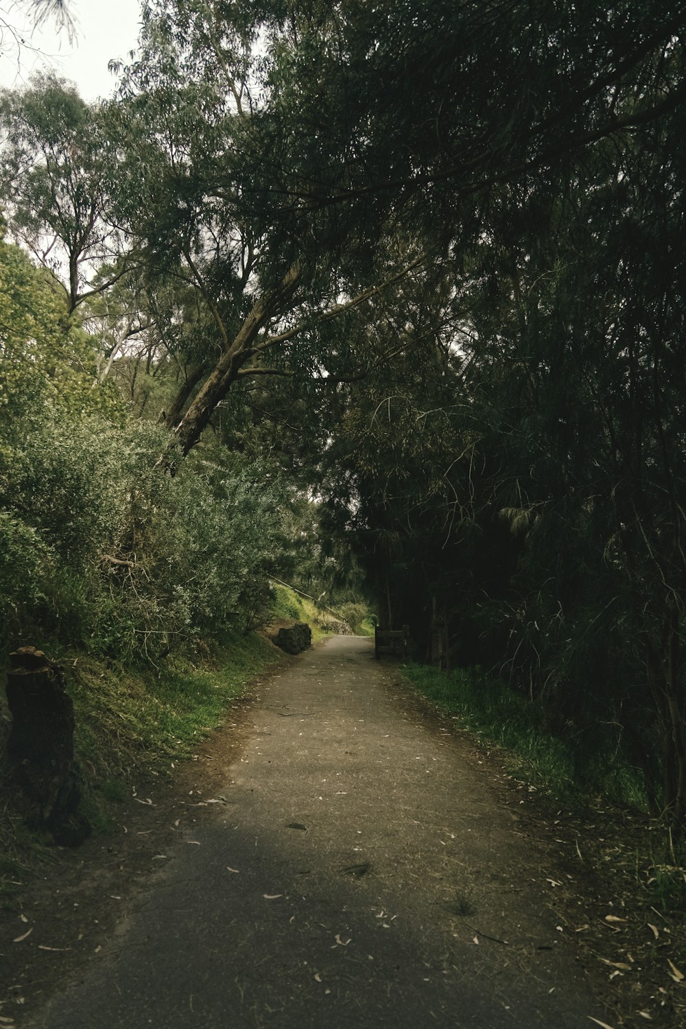 green trees beside road during daytime