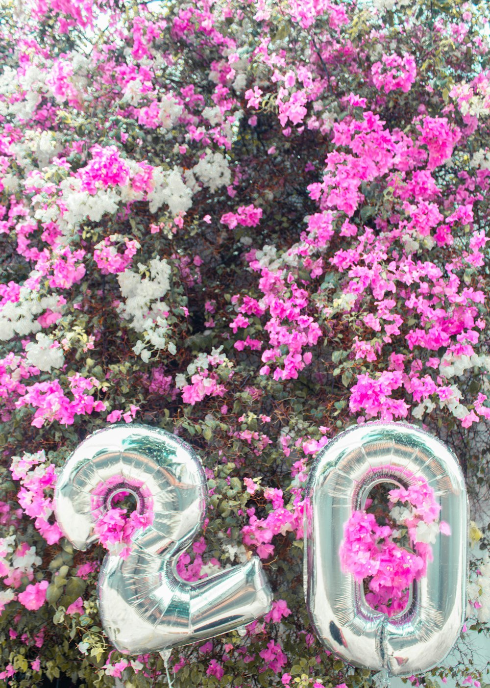 pink and white flower petals