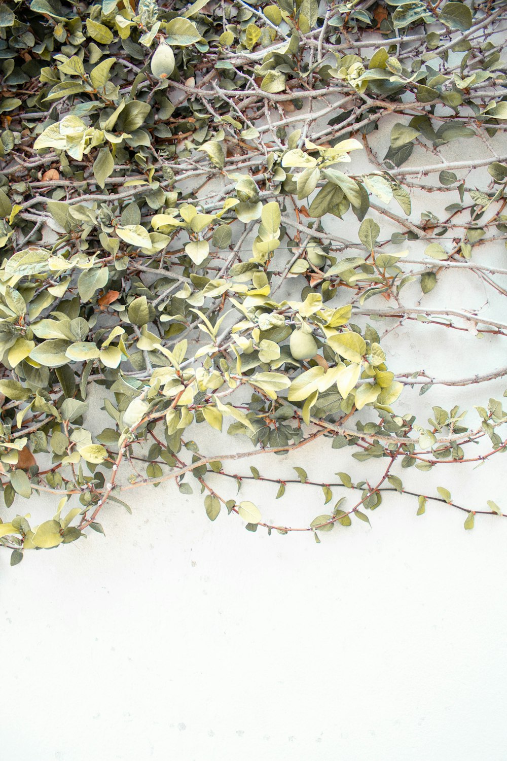 grüne und gelbe Blätter auf weißer Oberfläche