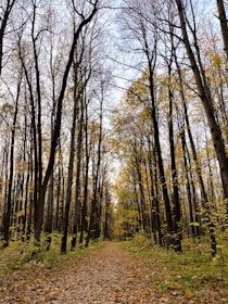 A serene forest path showing the transition of seasons from winter to spring.