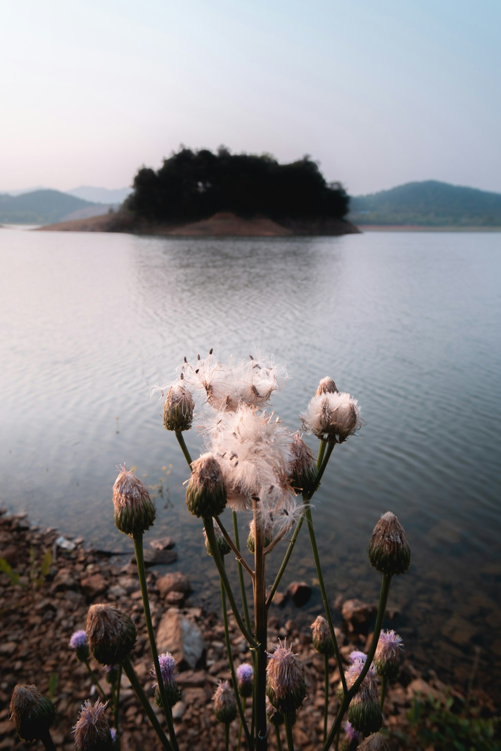 white flowers near body of water during daytime