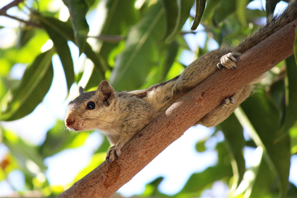 brown squirrel on brown tree branch during daytime