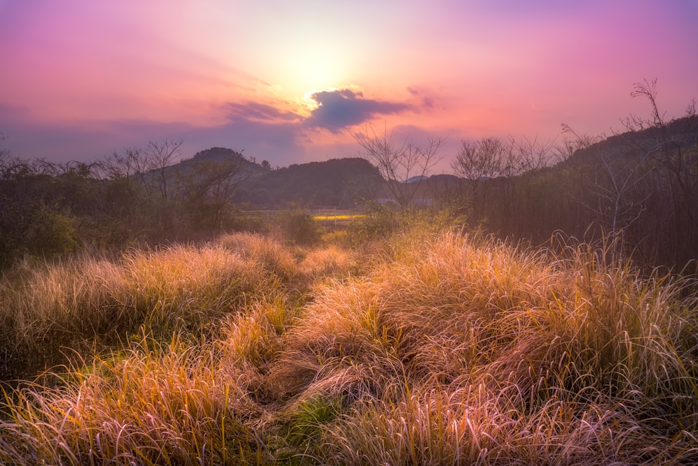 green grass field during sunset