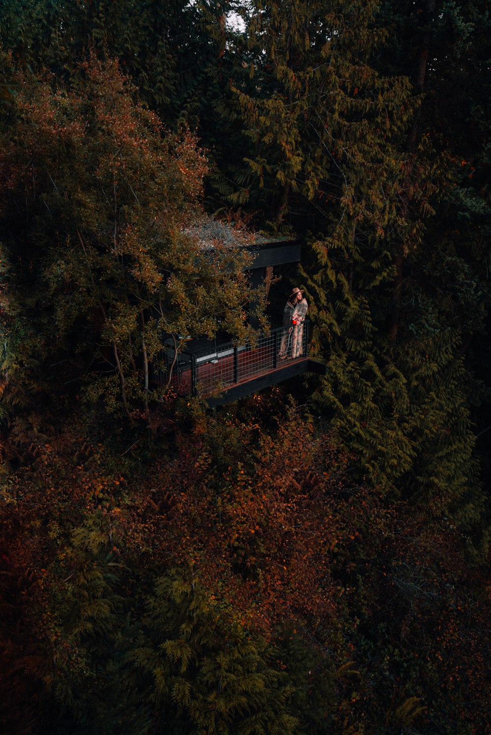 ponte di legno marrone nel mezzo della foresta