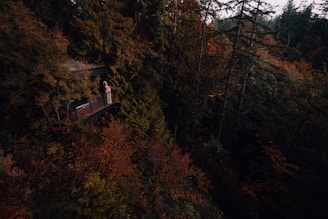 brown wooden house on top of brown and green trees