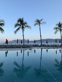Refreshing poolside view with palm trees and clear blue water.