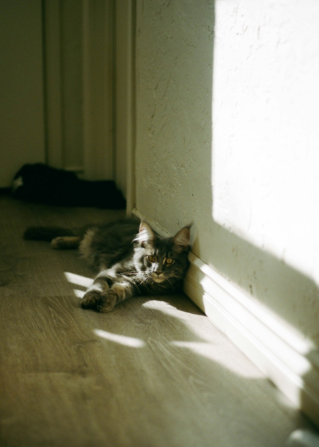 brown tabby cat lying on floor