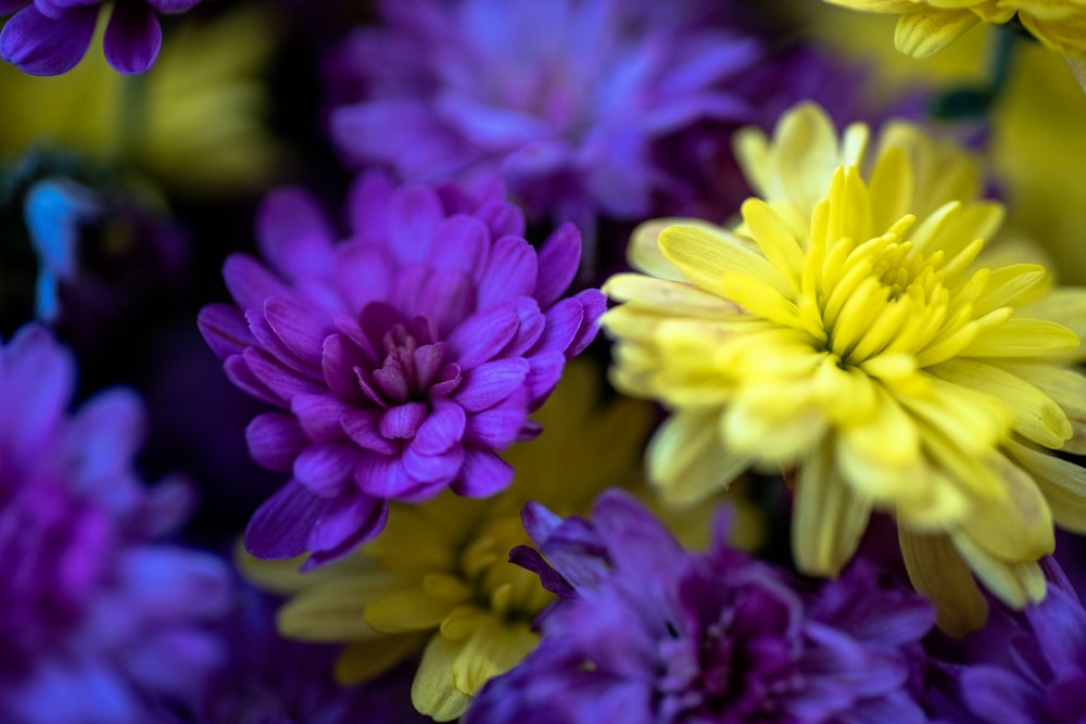 purple and yellow flower in macro shot