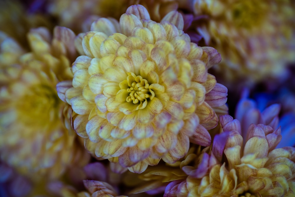 yellow and pink flower in macro photography