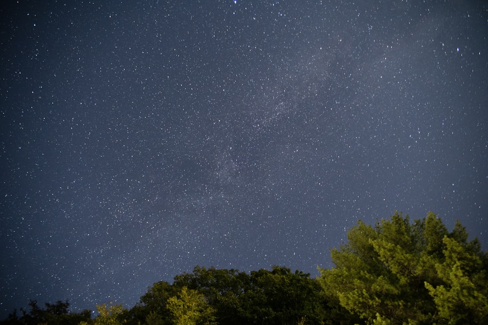 green trees under blue sky during night time