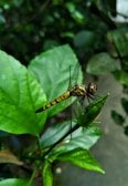 A dragonfly with bright yellow and black markings perches on a vibrant green leaf. The delicate wings of the dragonfly are intricately detailed, and the background is a blurred mix of lush greenery, providing a natural setting.