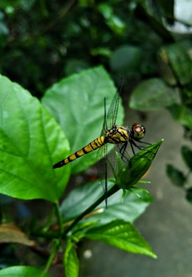 A dragonfly with bright yellow and black markings perches on a vibrant green leaf. The delicate wings of the dragonfly are intricately detailed, and the background is a blurred mix of lush greenery, providing a natural setting.