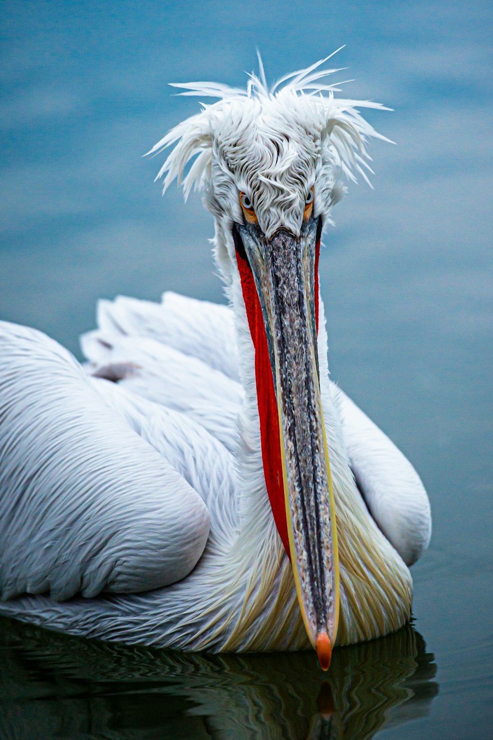 white pelican on body of water during daytime