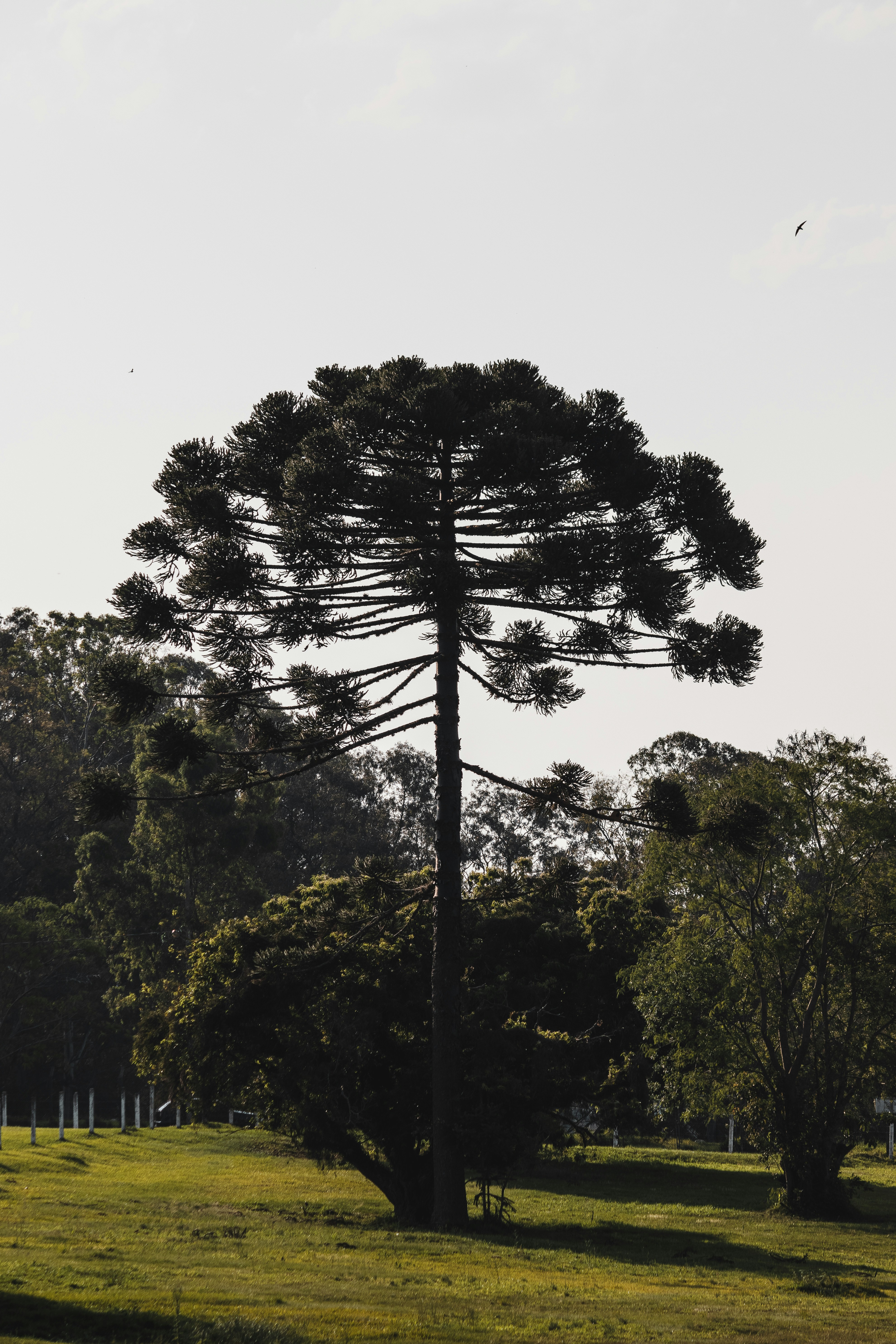green trees under white sky during daytime