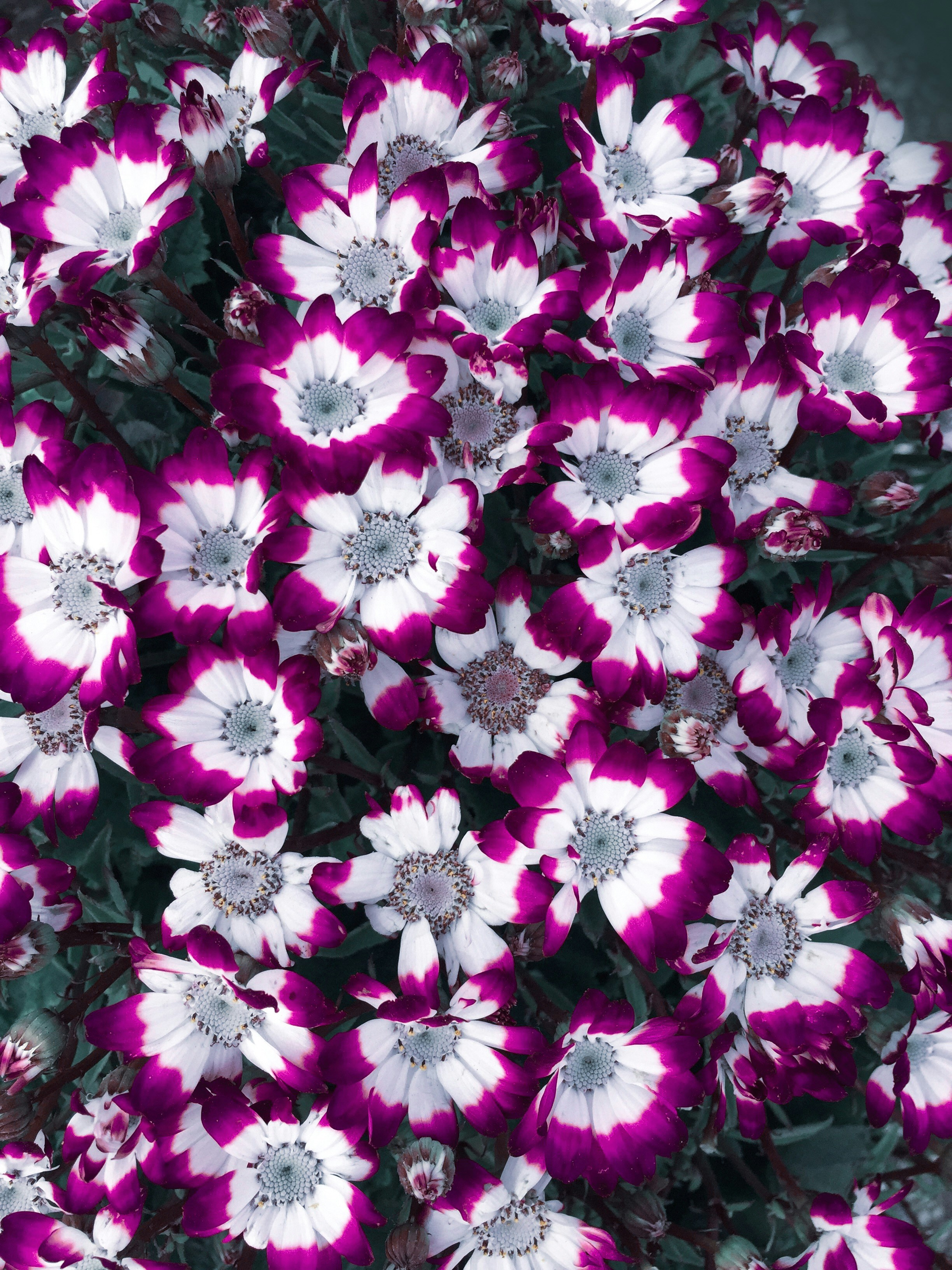 A cluster of purple and white daisy-like flowers.
