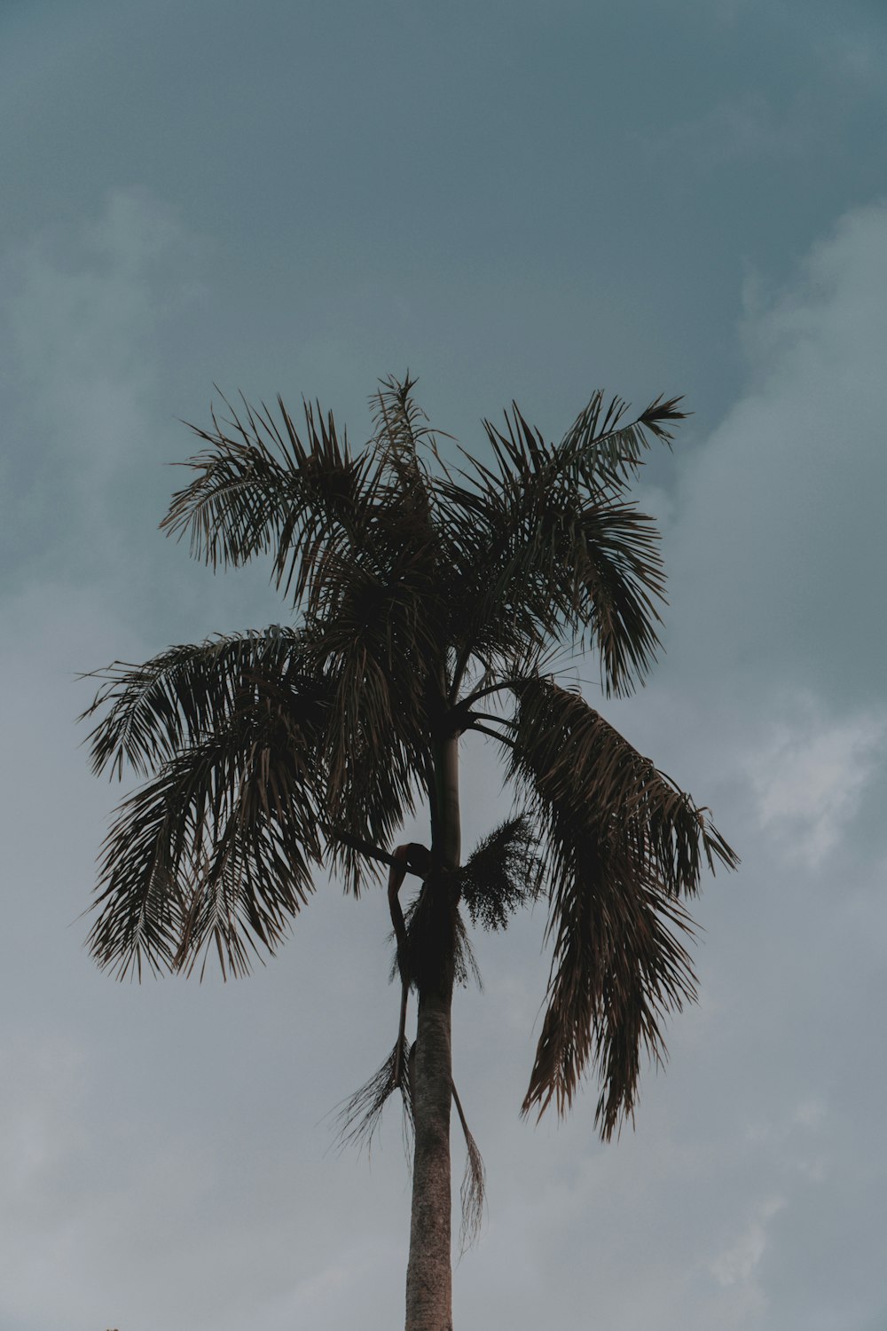 green palm tree under blue sky during daytime