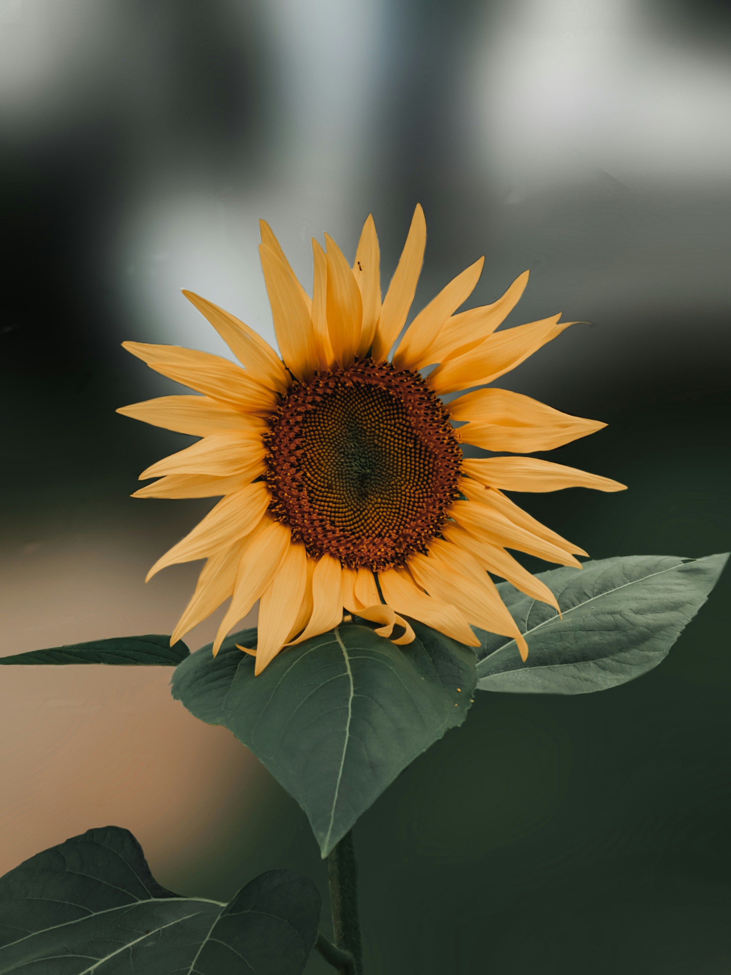 Photo by kishan_naik