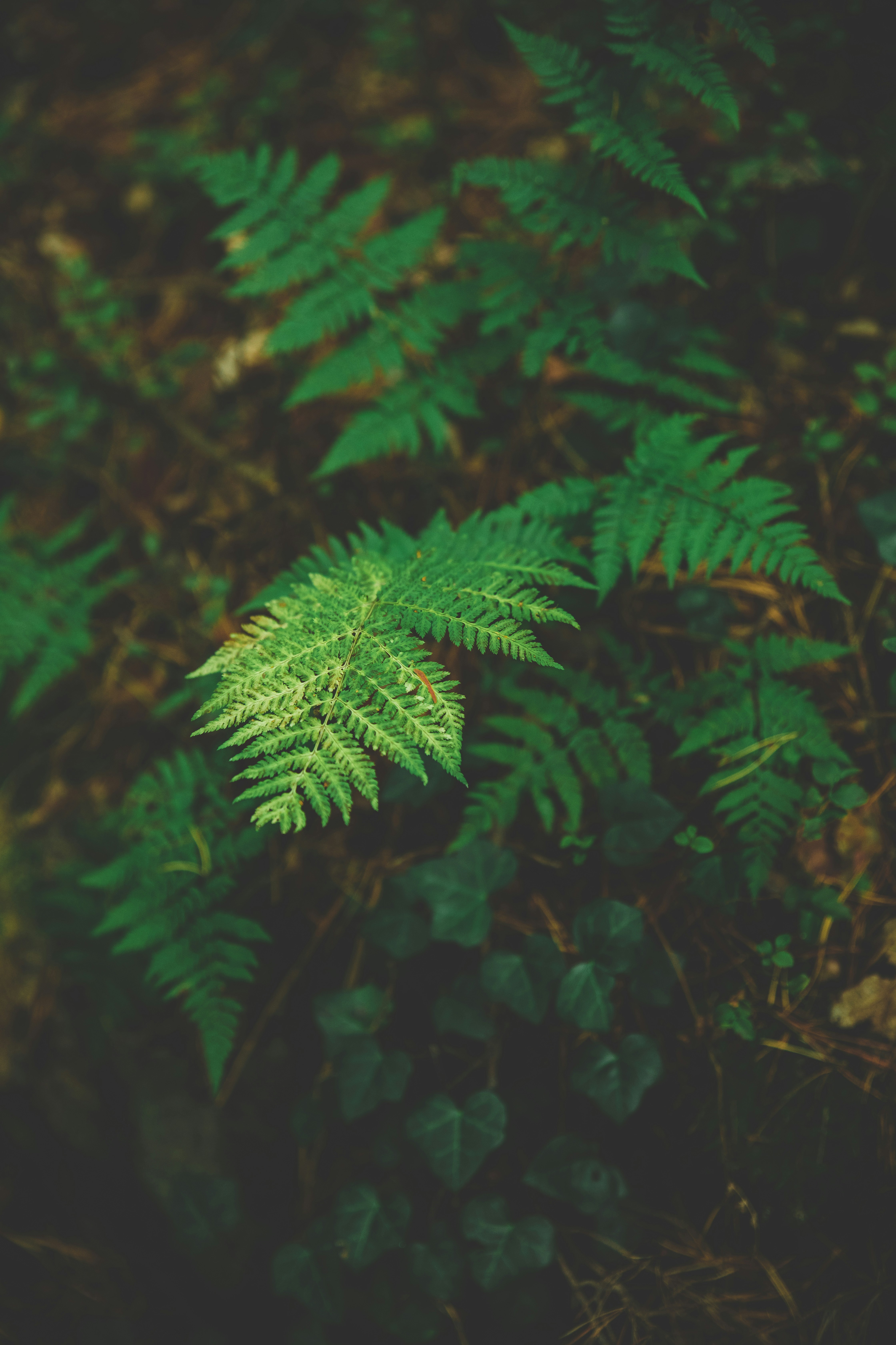 Photo by elledantelrunya