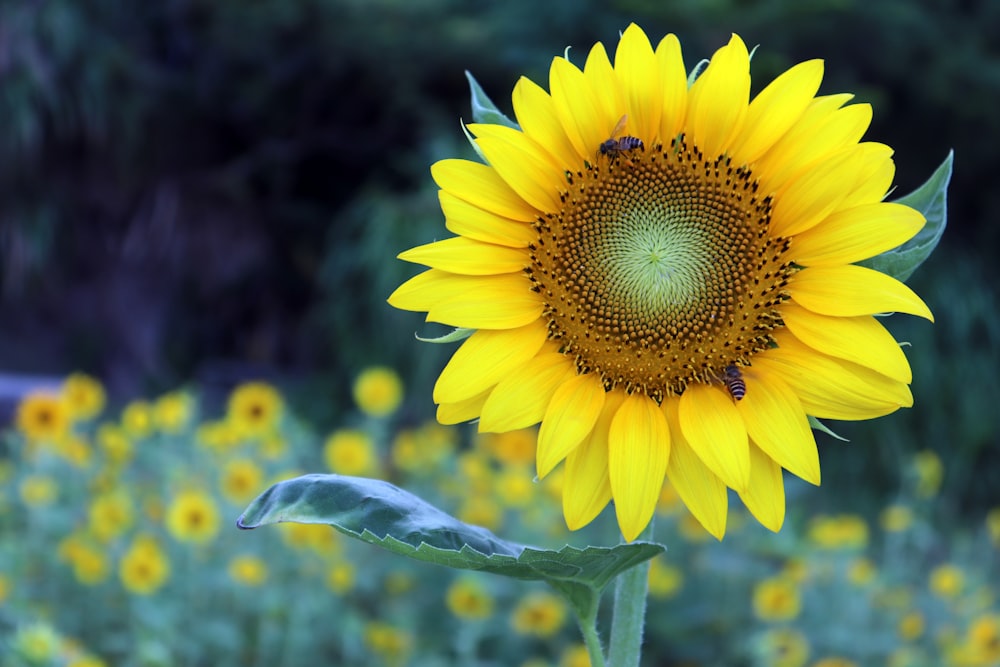 yellow sunflower in bloom during daytime