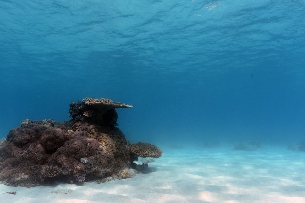 brown and gray coral reef under water