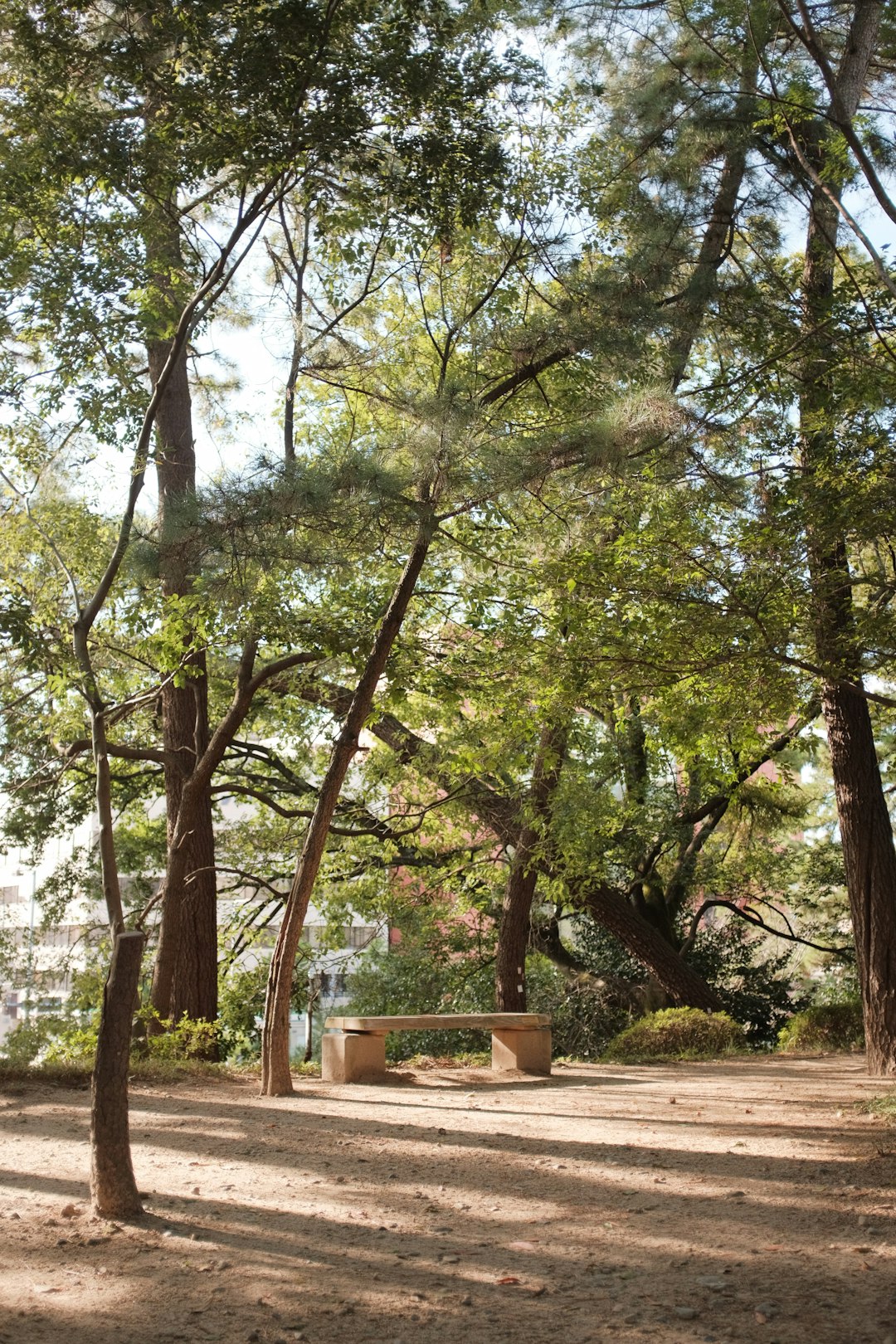 brown wooden bench under green trees during daytime