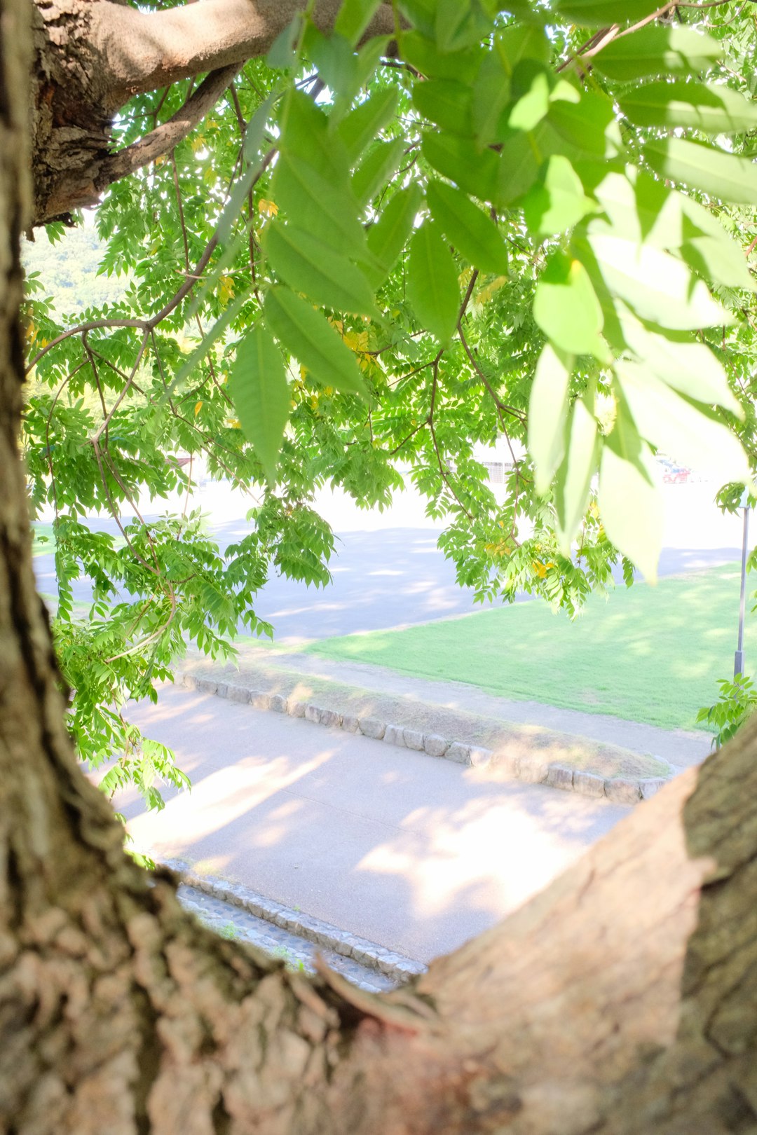 green tree near body of water during daytime