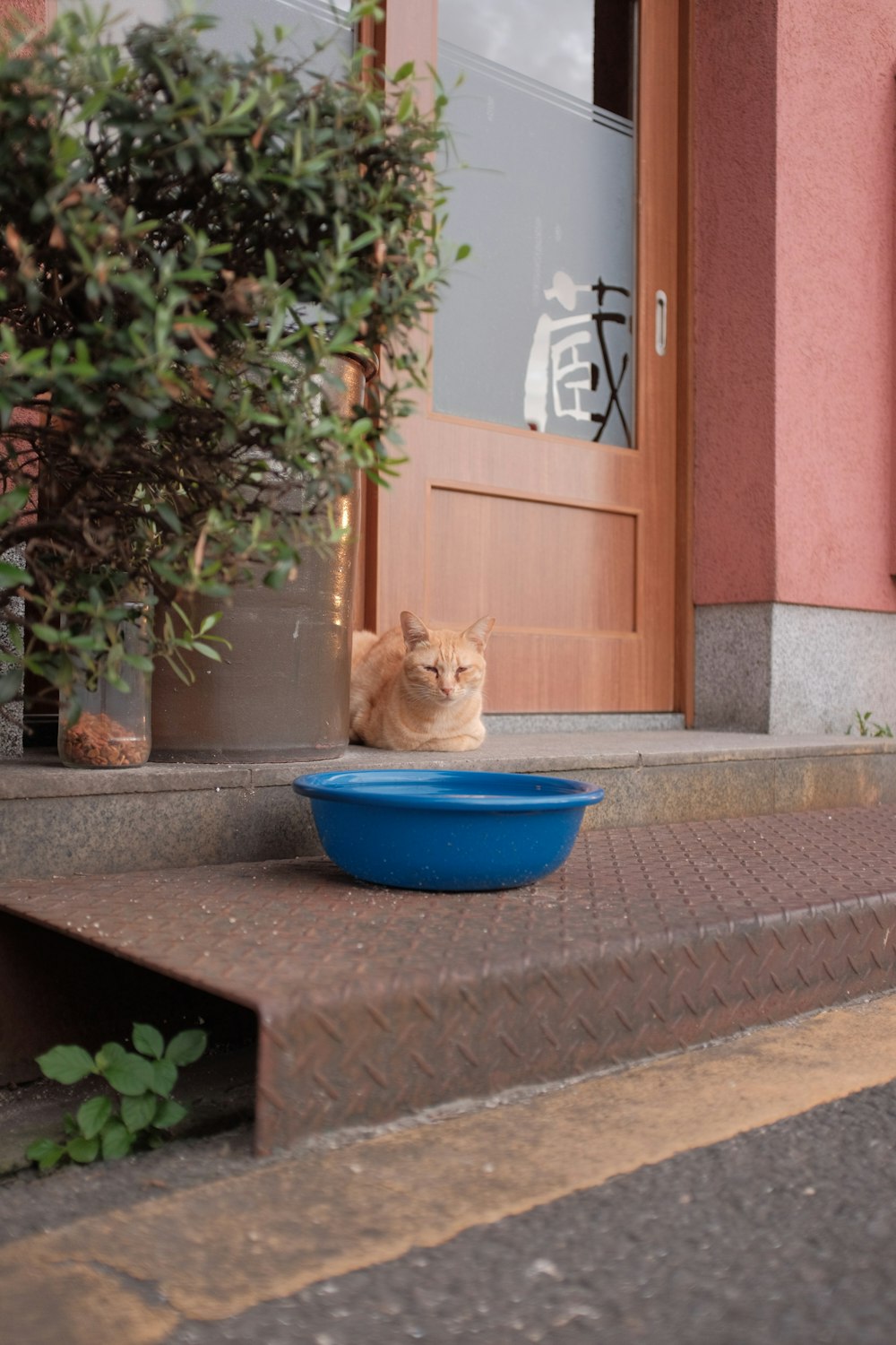 orange tabby cat on blue plastic bowl