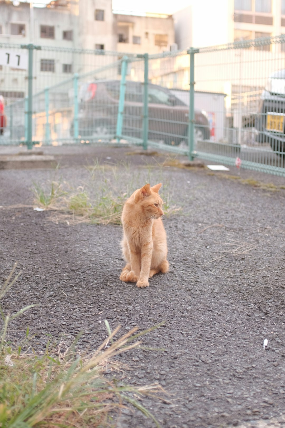 orange tabby cat walking on the road