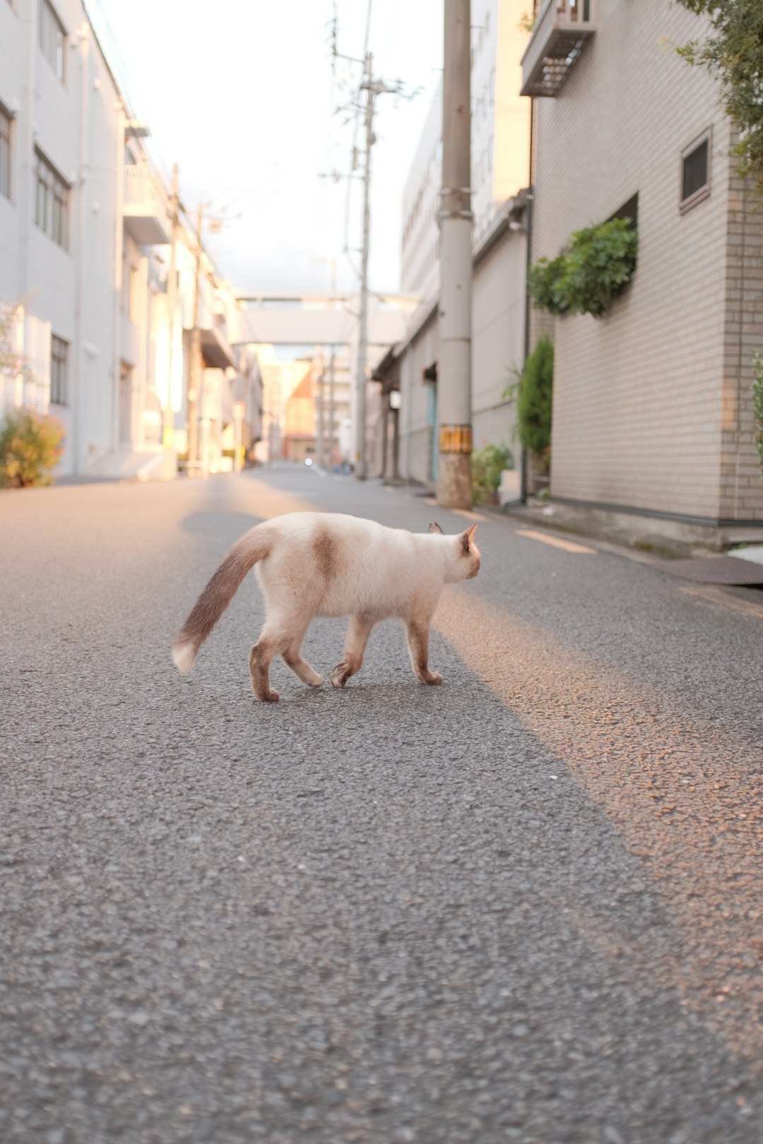 white cat walking on street during daytime