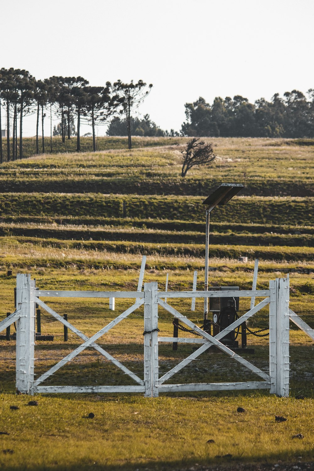 green grass field with white wooden fence