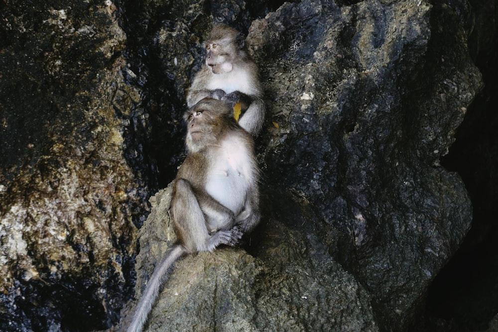 brown monkey on brown tree trunk