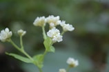 Delicate safed musli flowers blooming against a backdrop of sage green leaves.