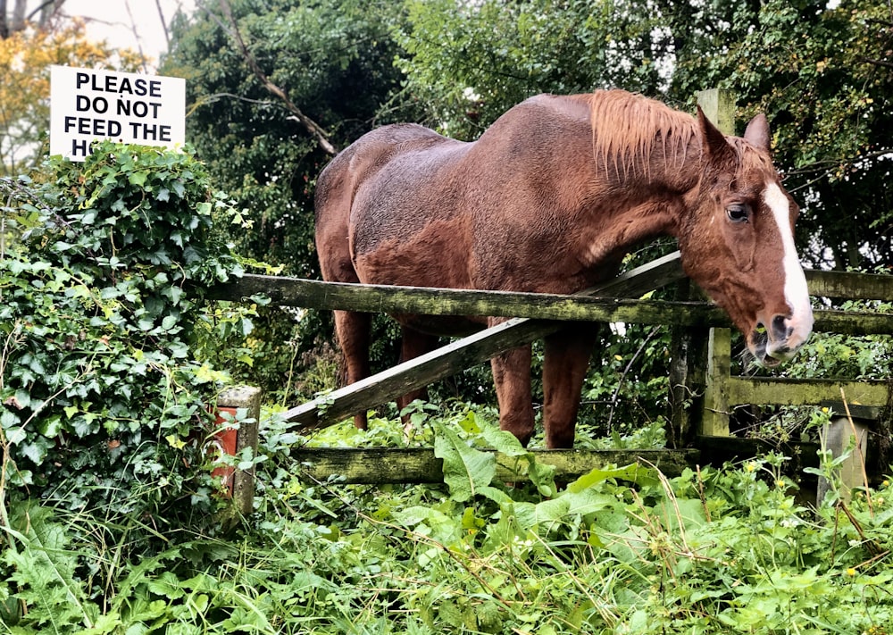 brown horse eating green grass during daytime