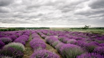 A vast field of blooming lavender stretches across the landscape, with neatly arranged rows of vibrant purple flowers. The sky above is overcast with dense, gray clouds, creating a dramatic contrast with the bright lavender below. In the distance, a strip of green trees is visible, adding depth to the scene.