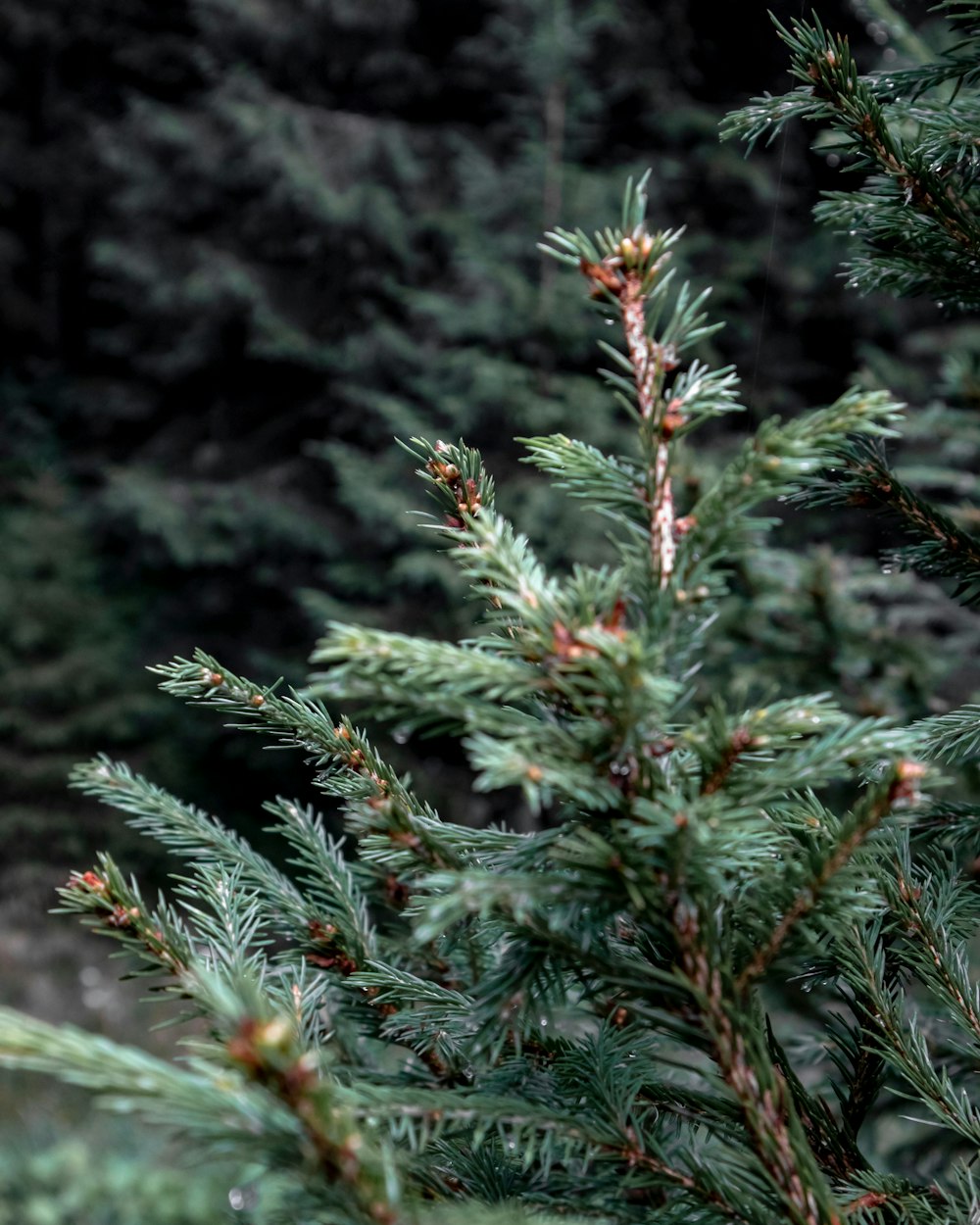 green pine tree covered with snow