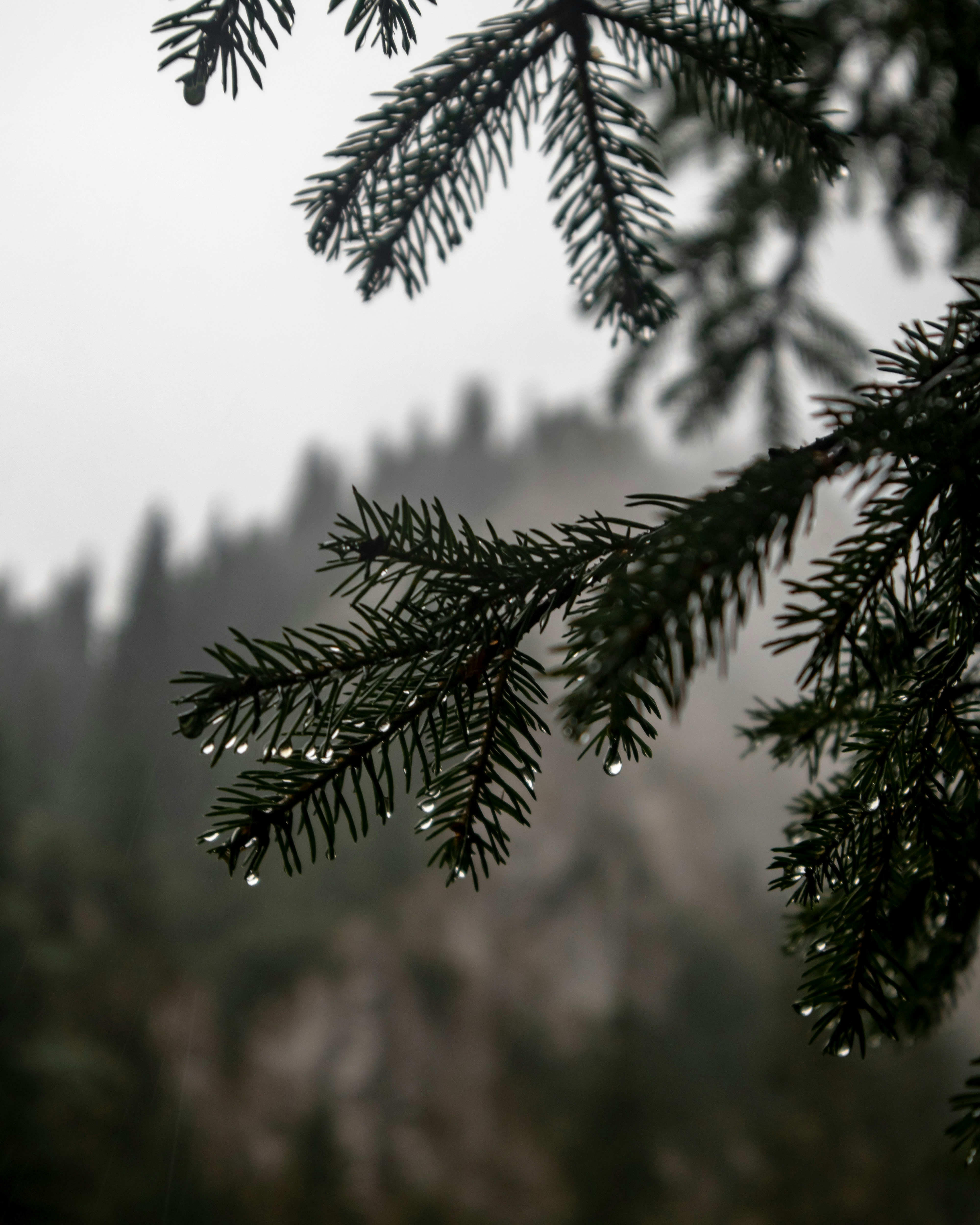 green pine tree during daytime