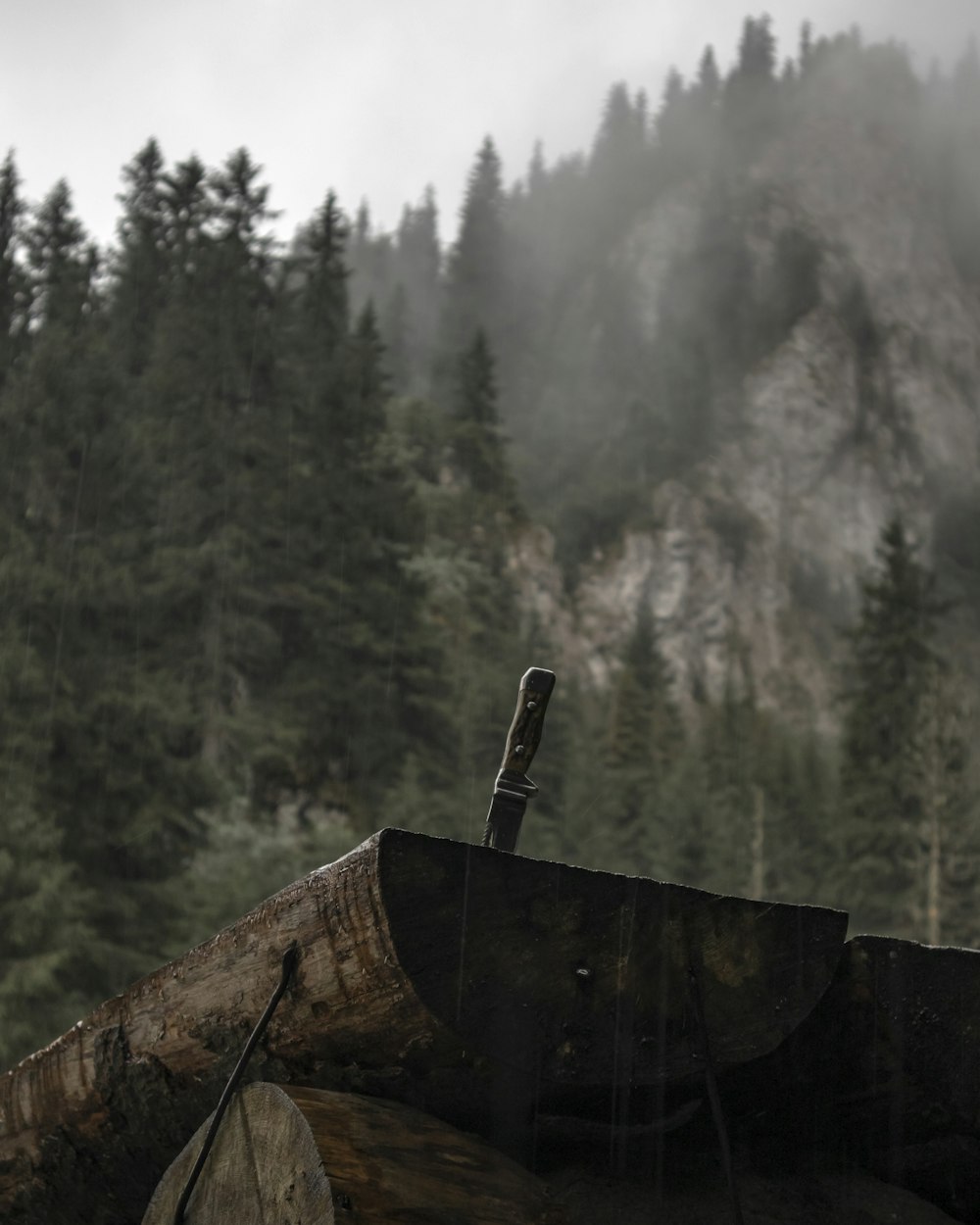 brown wooden log on forest during daytime