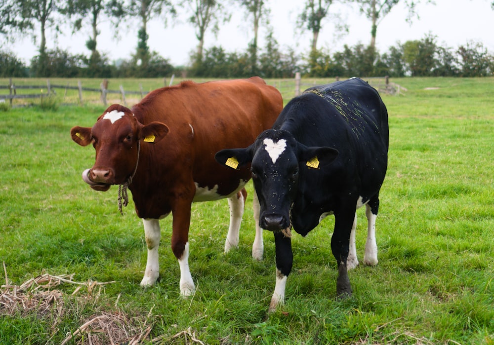 brown and white cow on green grass field during daytime