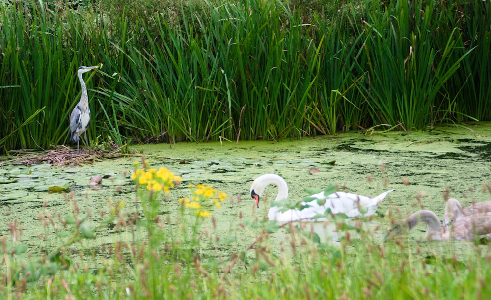 white swan on water near yellow flowers