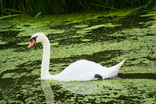 white swan on water during daytime in Den Haag Netherlands