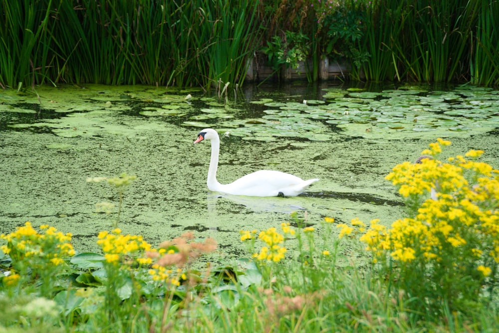 white swan on water near yellow flowers during daytime
