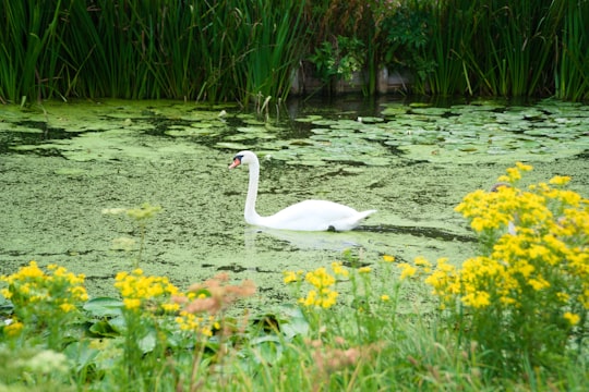 white swan on water near yellow flowers during daytime in Den Haag Netherlands