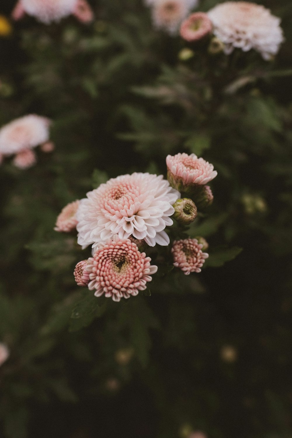 pink and white flowers in tilt shift lens