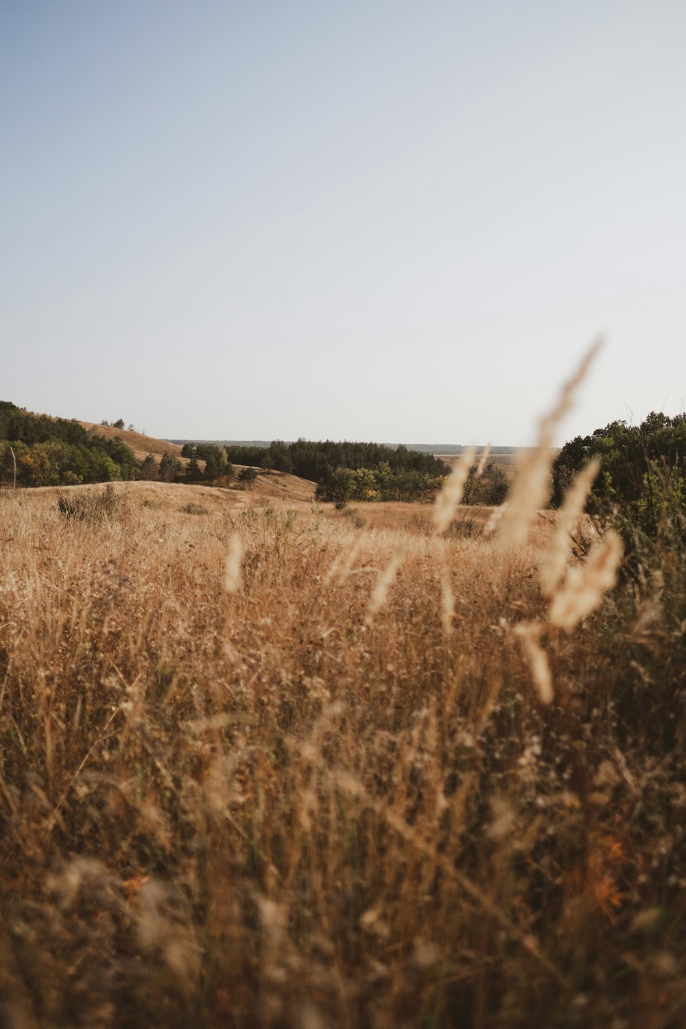 brown grass field during daytime