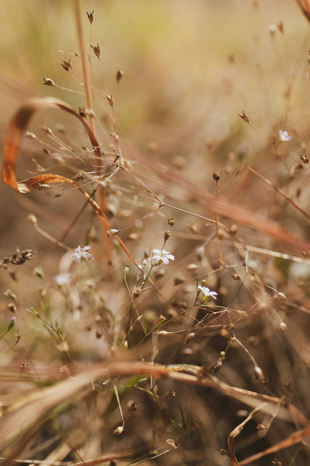 white flowers in tilt shift lens