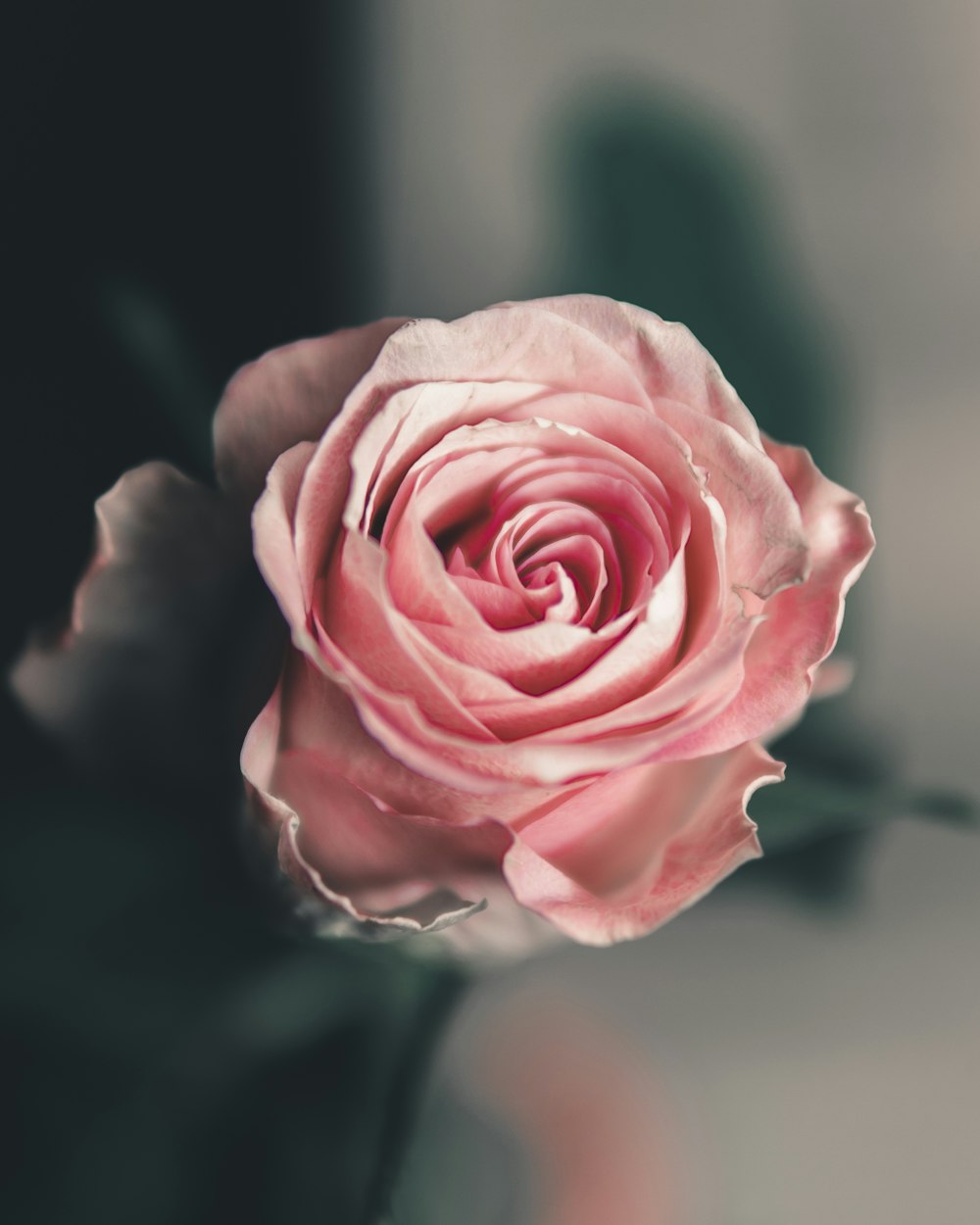 pink rose in bloom during daytime