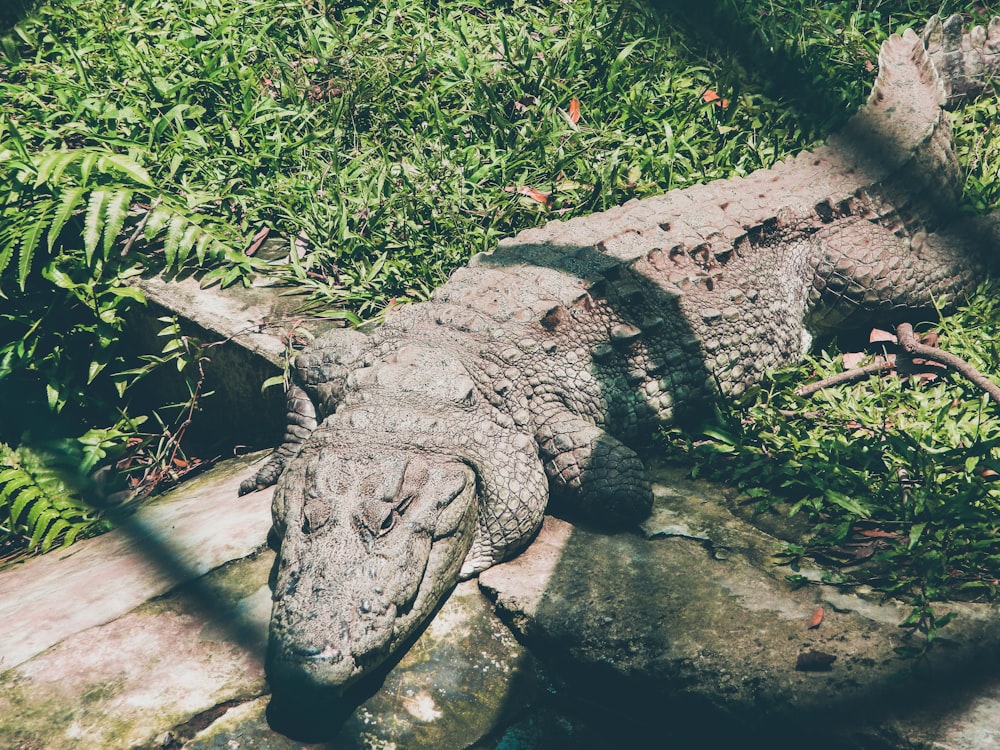 crocodile on green grass during daytime