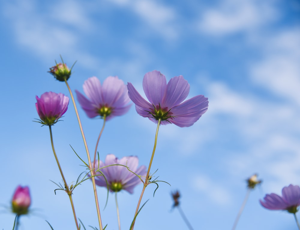 pink flower under blue sky during daytime