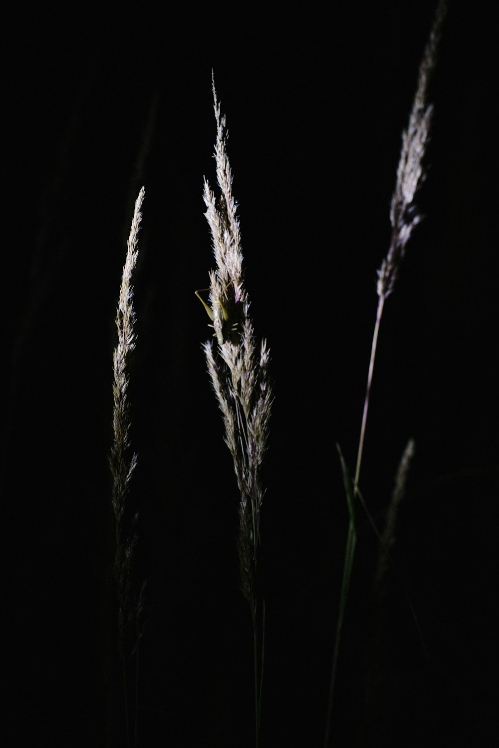 grayscale photo of grass with water droplets